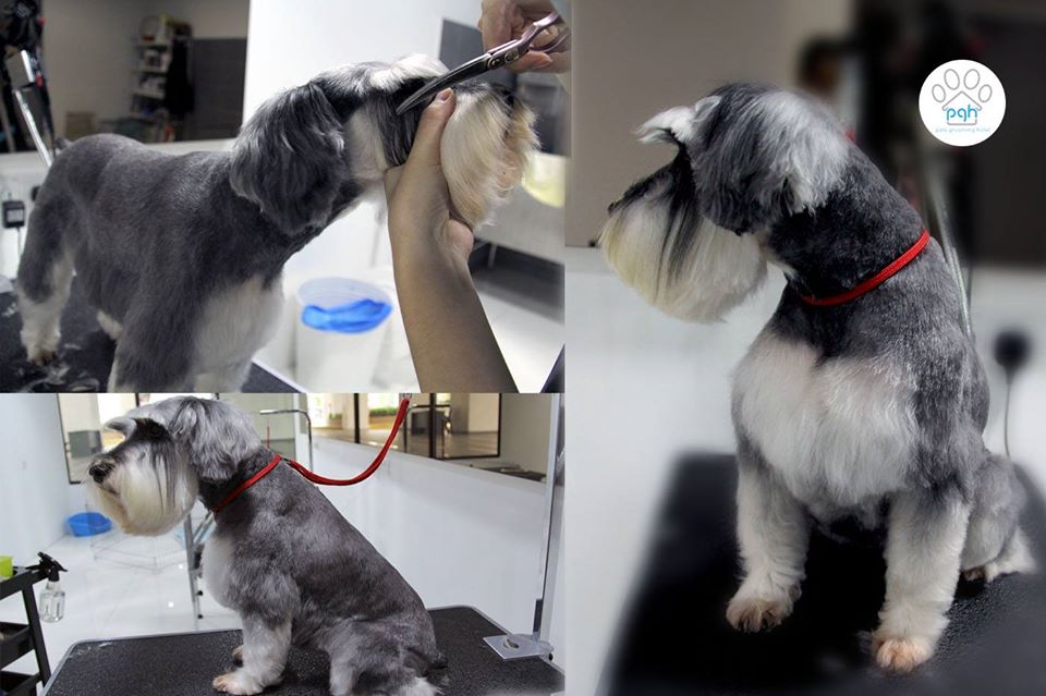 schnauzer pets grooming hotel