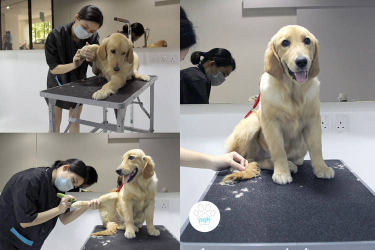 Dog Grooming