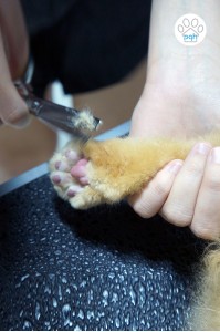 Paw Trimming