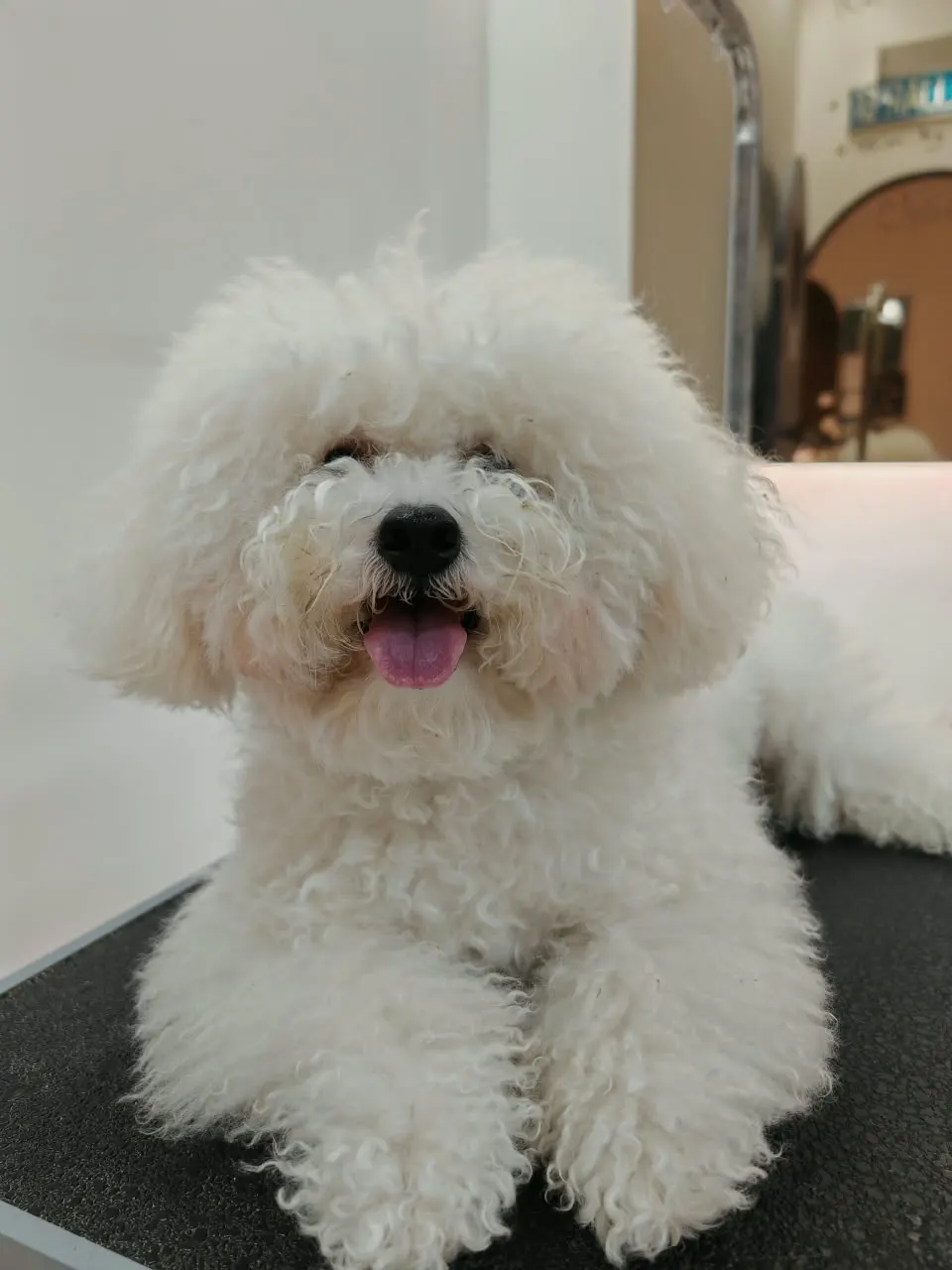 Bichon Frise before and after a full scissor groom at PGH