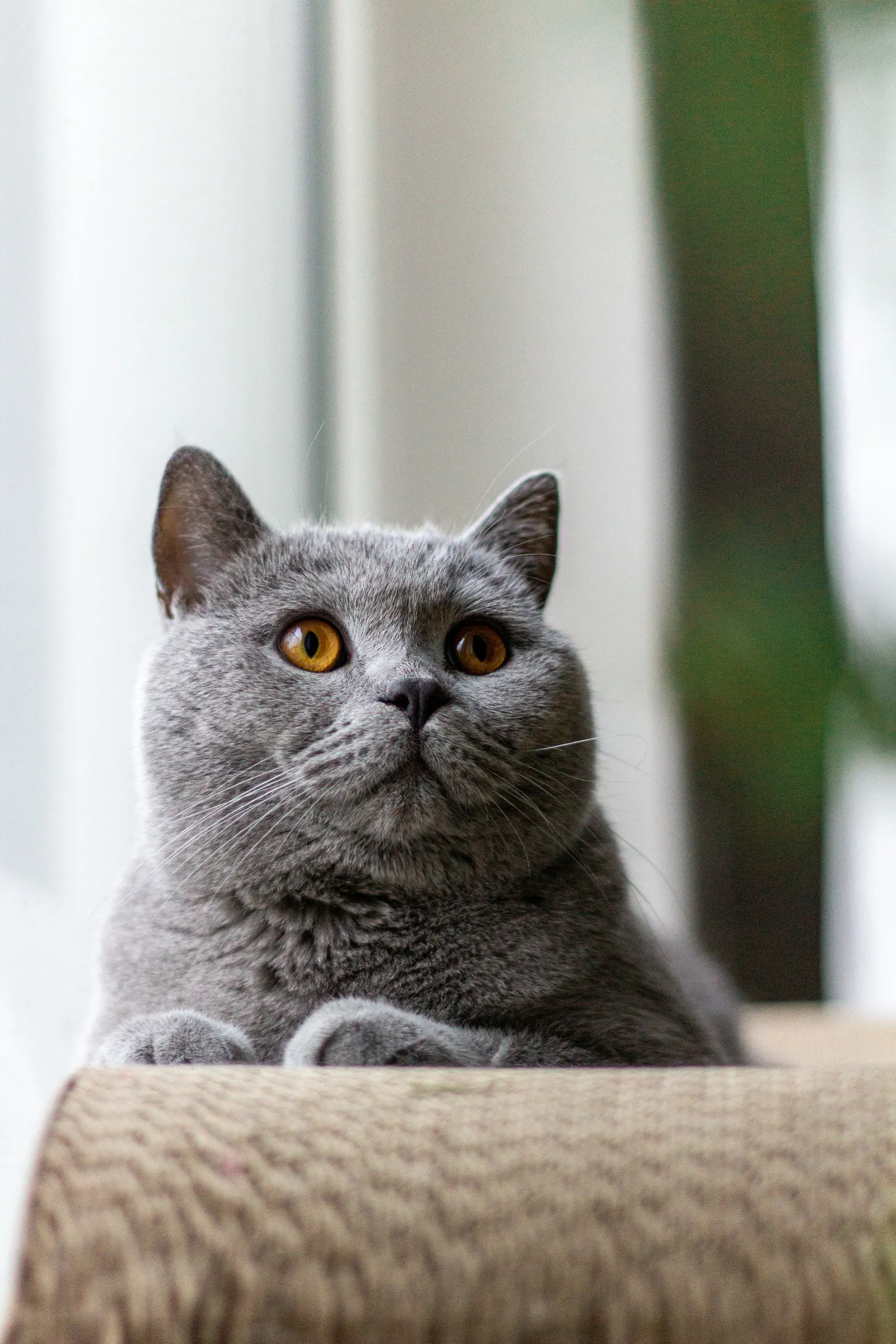 英短(英国短毛猫)马来西亚价格与护理