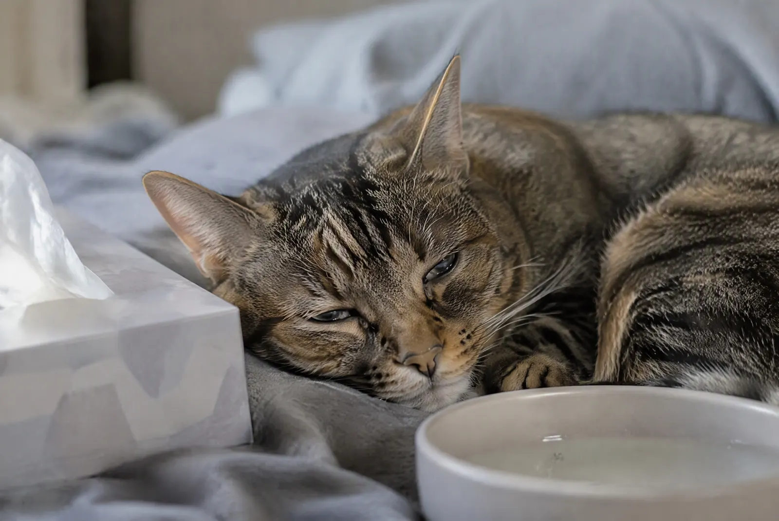Cat flu: signs, care and when to see a vet