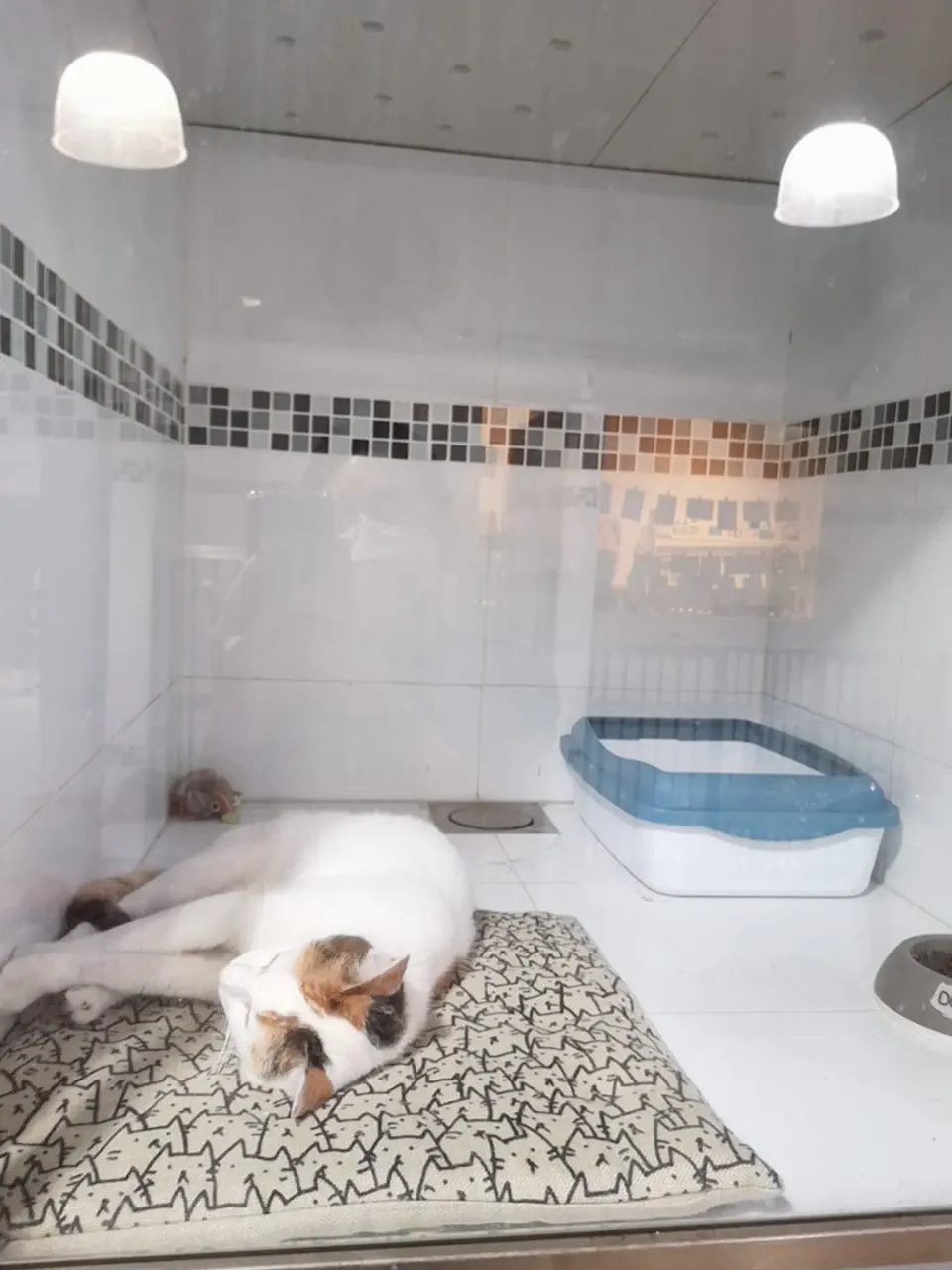 Kucing calico tidur di atas kusyen di dalam biliknya di PGH