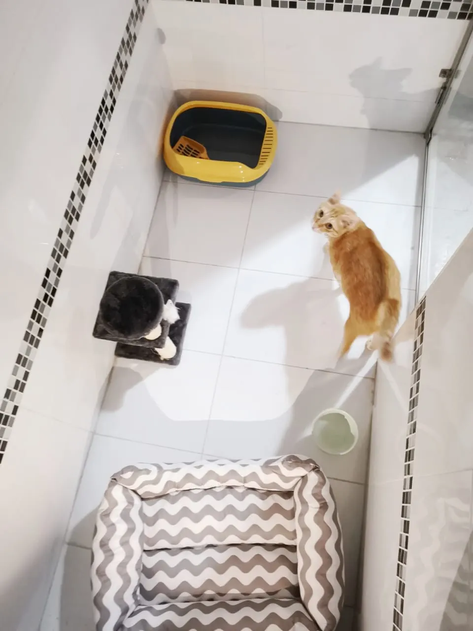 Kucing oren meninjau biliknya yang berjubin dengan bekas pasir, tiang cakar dan katil di PGH