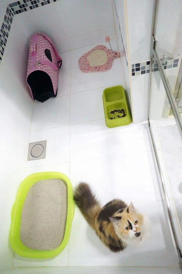 Persian cat in its room with litter tray, bowls and carrier at PGH