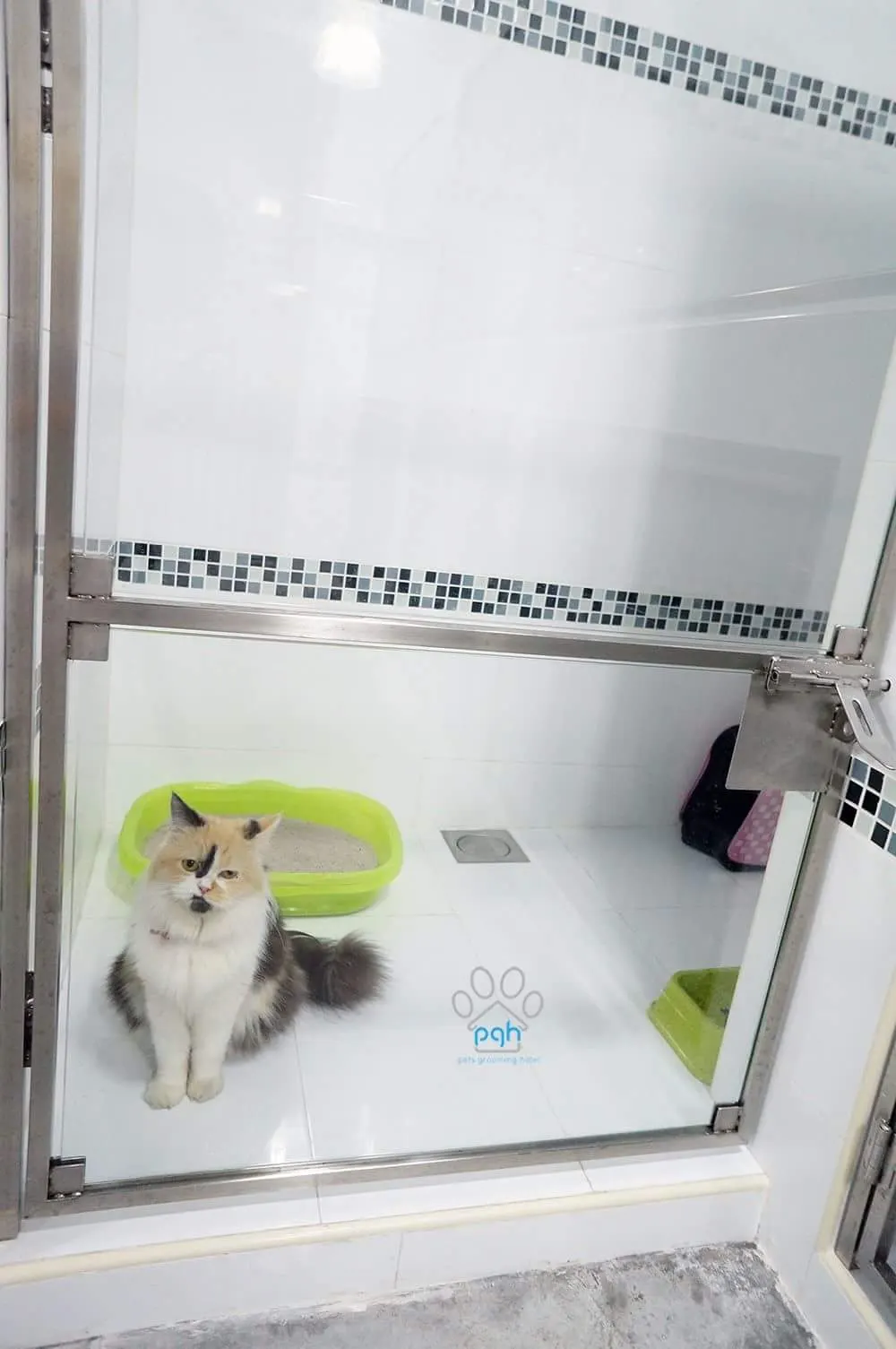Persian cat behind the glass door of its room at PGH