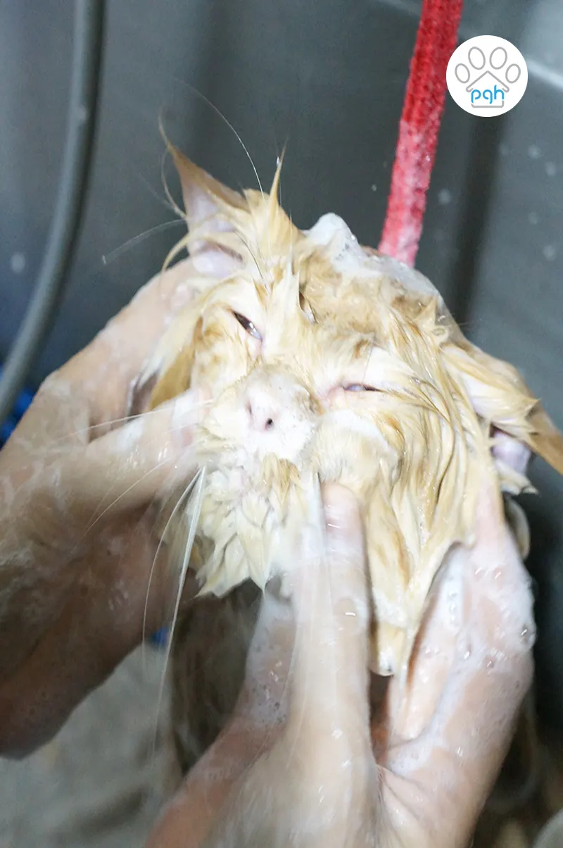 Kucing dimandikan sambil diurut di PGH