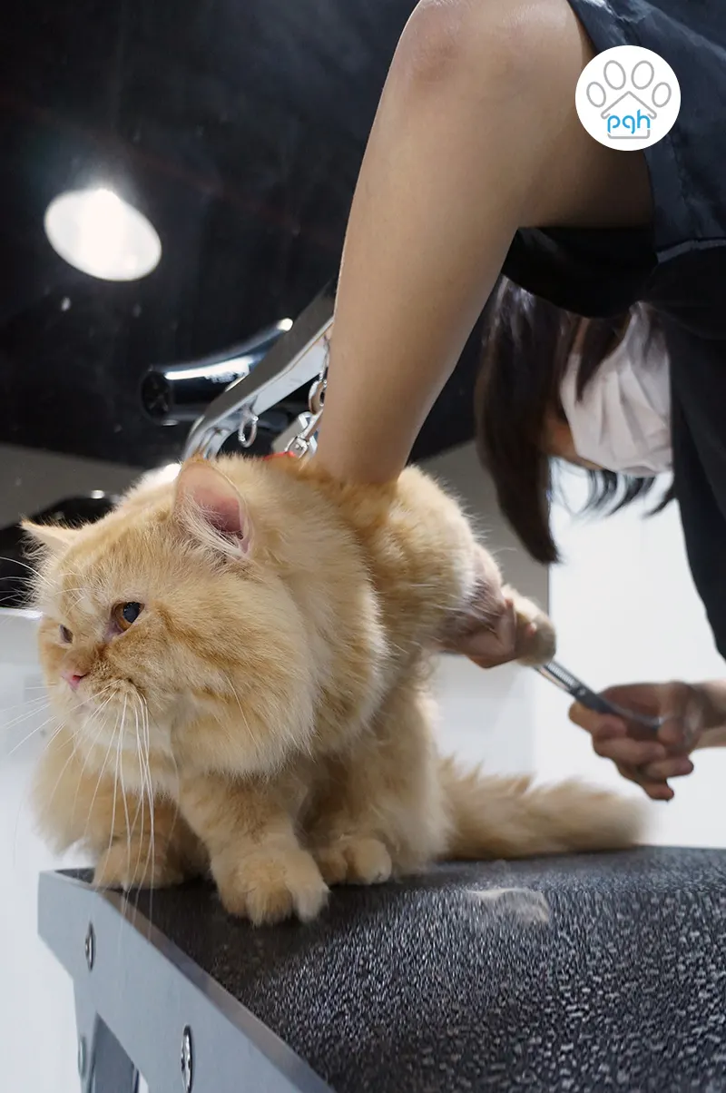 Kucing kelihatan tenang selepas grooming di PGH