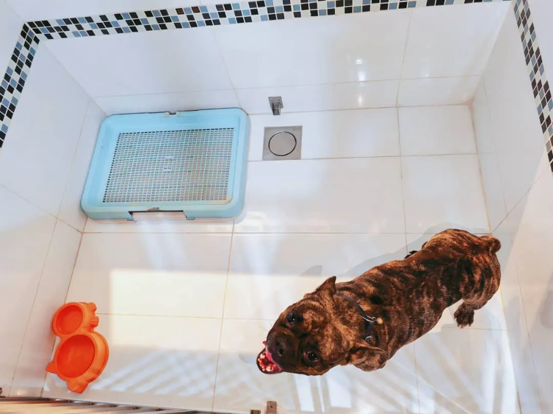 Anjing belang di dalam bilik berjubin di hotel anjing PGH