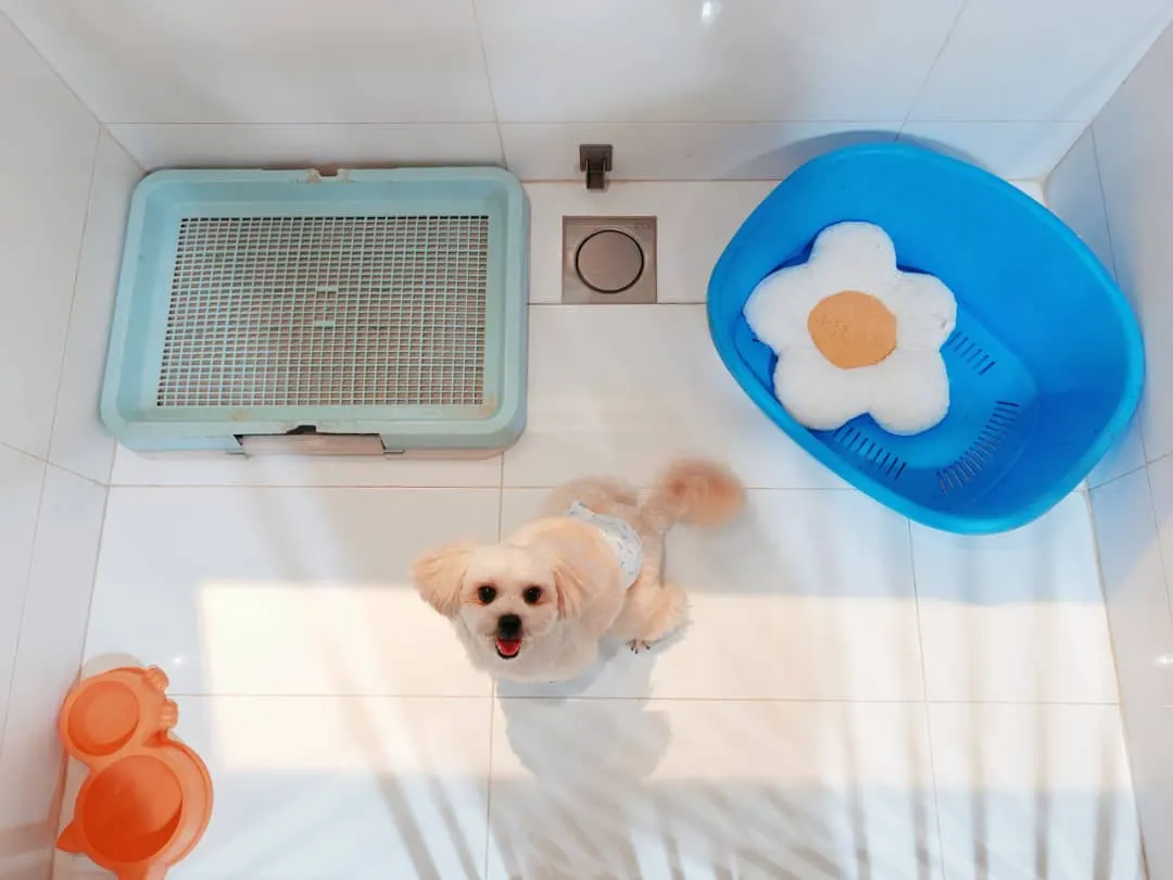 Anjing kecil mendongak di dalam biliknya di hotel anjing PGH