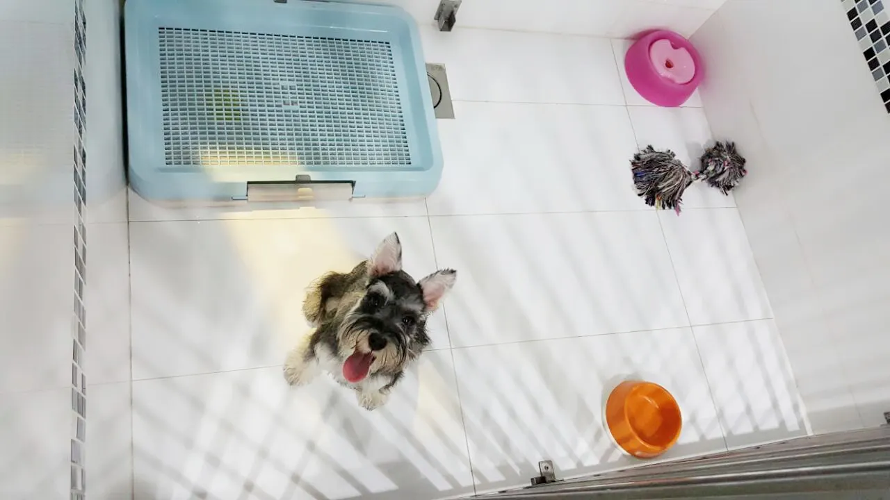 Anjing Schnauzer di dalam biliknya dengan mainan dan air di PGH