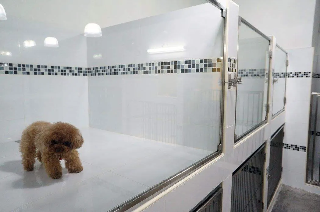 Toy poodle in a large glass-fronted room at the PGH pet hotel, Subang Jaya