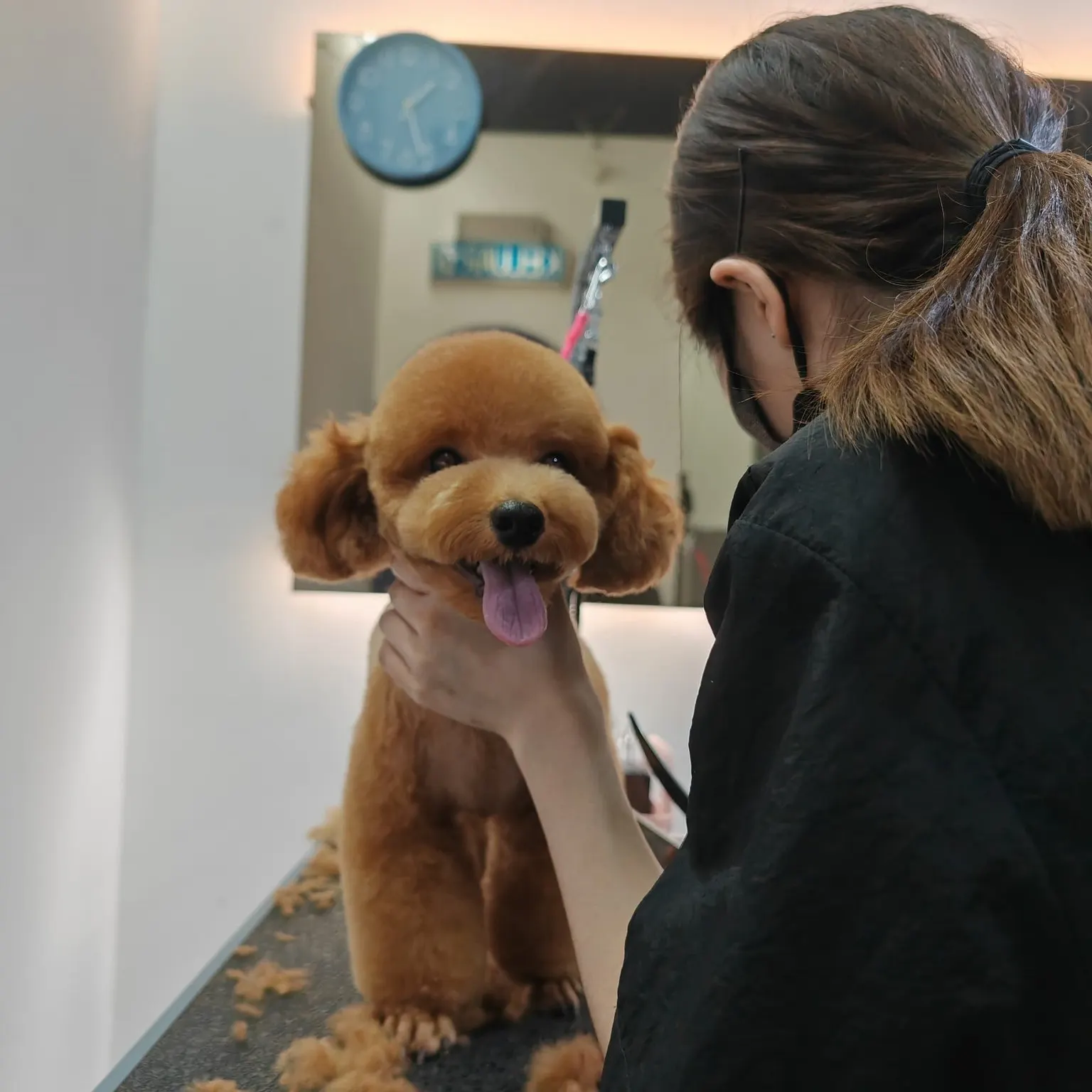 PGH groomer finishing a toy poodle's face trim