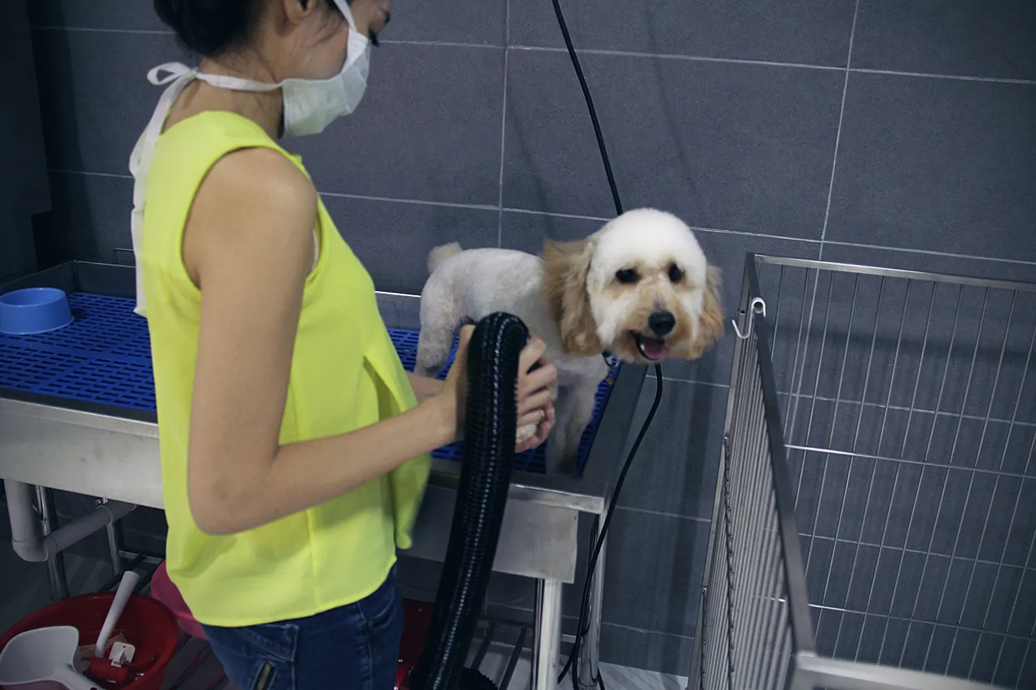 Kakitangan PGH bersama anjing di stesen grooming