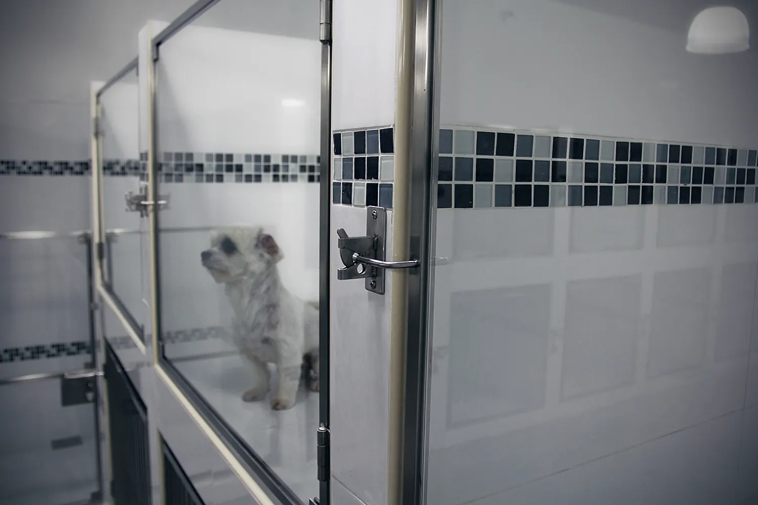 Pet hotels in Subang Jaya compared (2026)