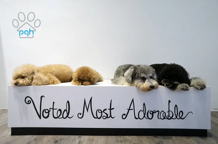 Anjing Schnauzer selepas grooming di PGH