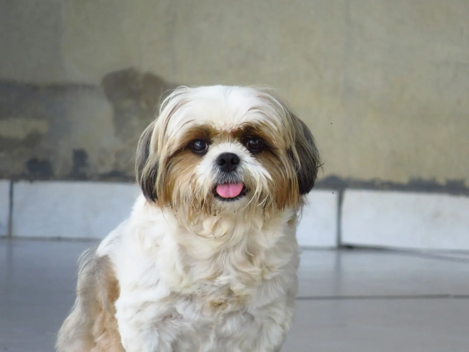 西施犬美容：造型、频率与马来西亚价格