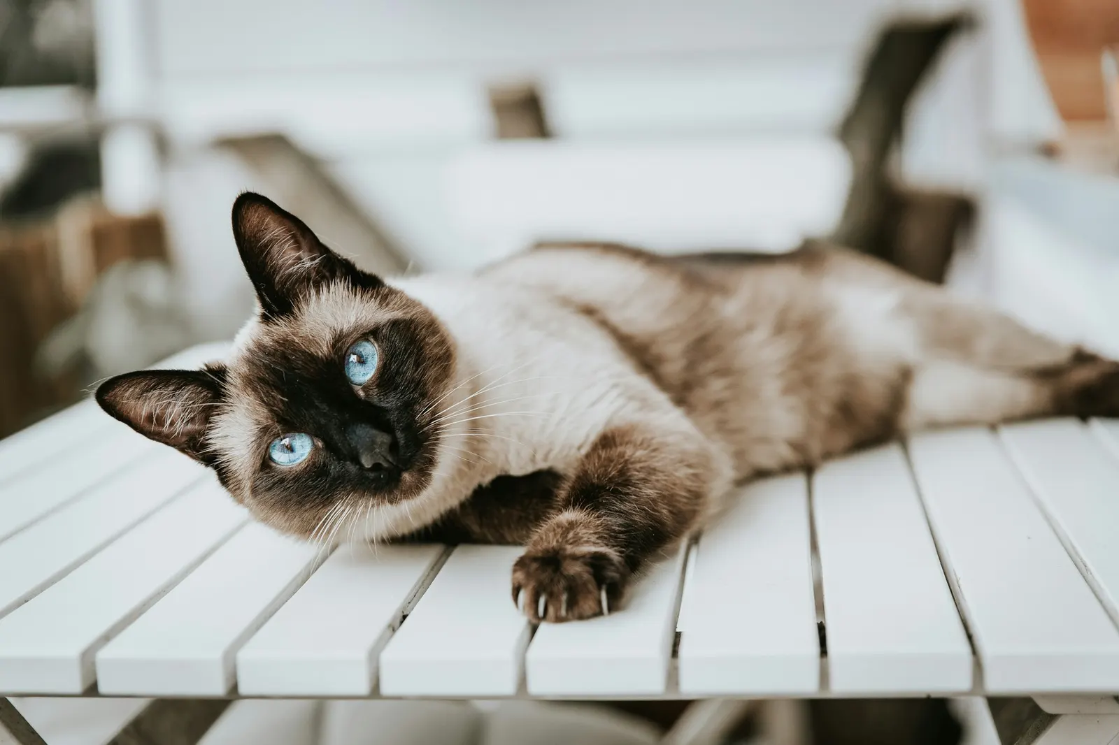 Kucing siam: harga, penjagaan, grooming