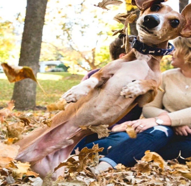 7 Dogs who completely upstaged their owners’ engagement photos