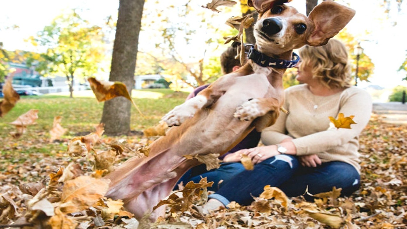 pets-who-completely-upstaged-their-owners-engagement-photos