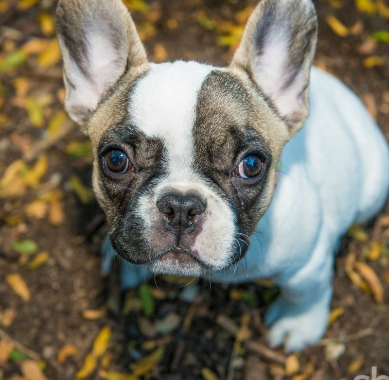 These are the most popular dog names of 2015