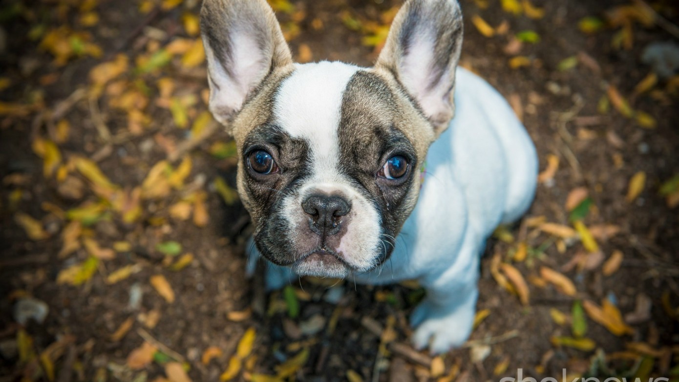 These are the most popular dog names of 2015 | PGH - Pets Grooming Hotel