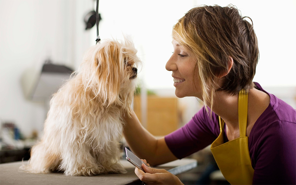 PGH Pets Grooming Hotel Pets Services