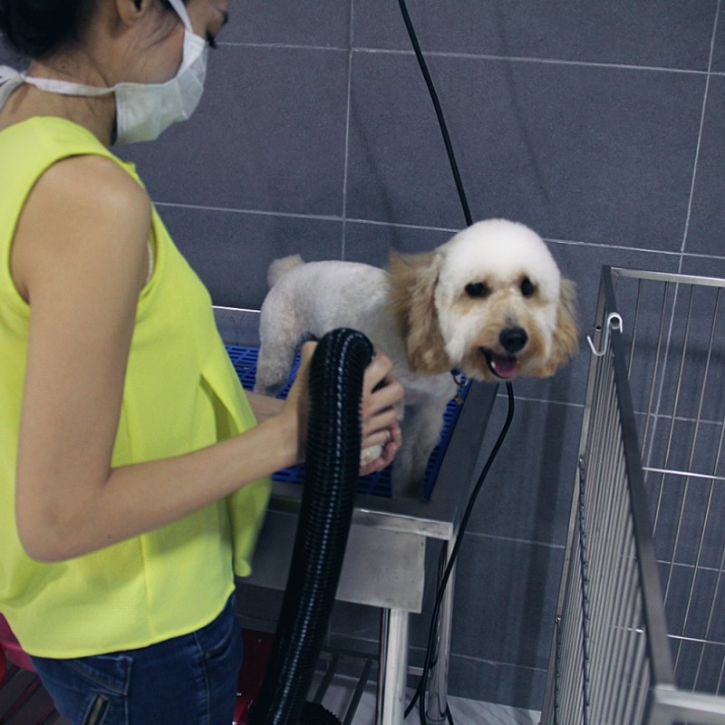 Pet Grooming at Subang Shah Alam Puchong Kuala Lumpur Petaling Jaya