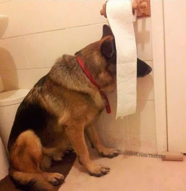 20 dogs who think they’ve found the perfect hiding place