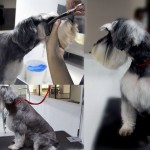 schnauzer pets grooming hotel