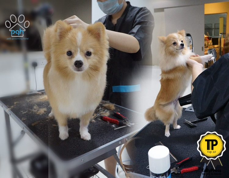 malaysias-top-10-pet-grooming-centres-pets-grooming-hotel