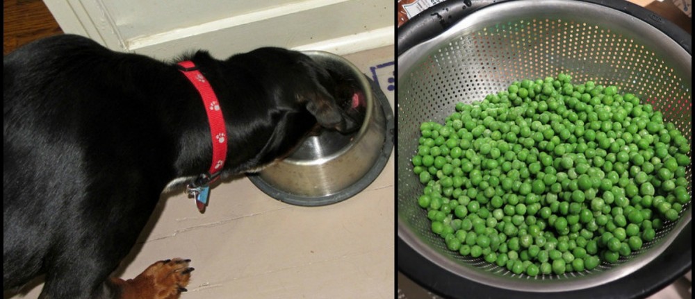 10 Healthiest ‘People Foods’ You Should Be Feeding Your Dog