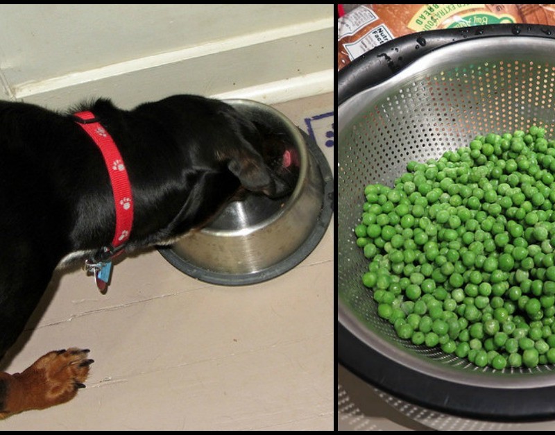 10 Healthiest ‘People Foods’ You Should Be Feeding Your Dog