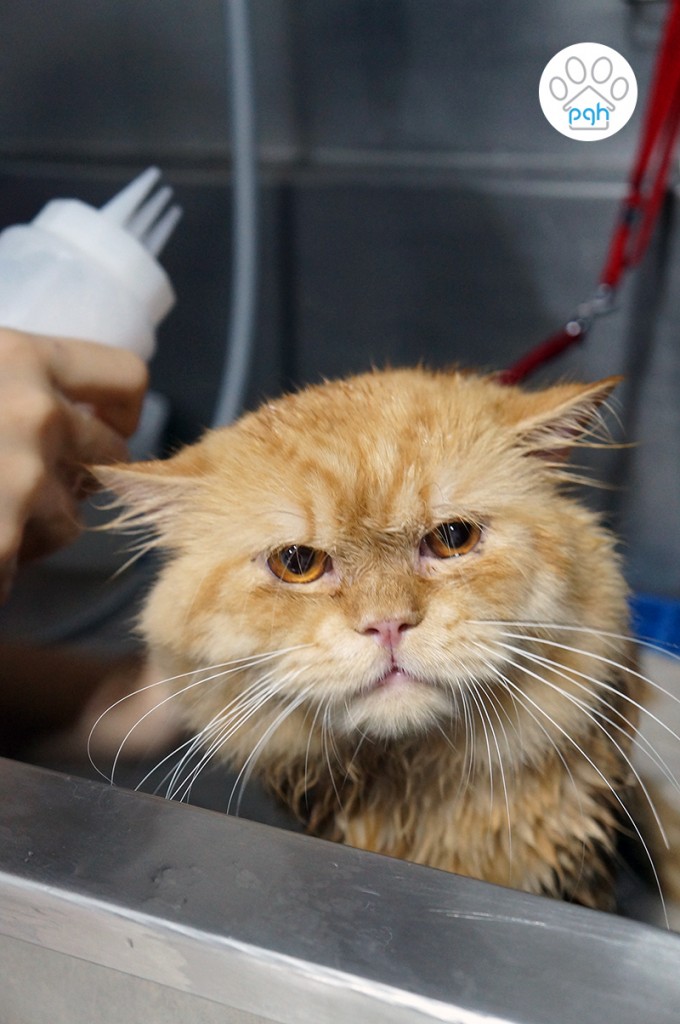 Cat Grooming at Subang Shah Alam Puchong Kuala Lumpur Petaling Jaya