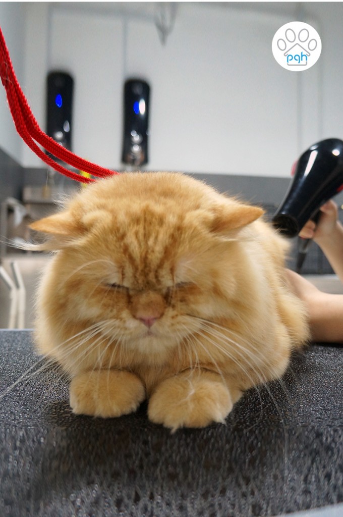 Cat Grooming at Subang Shah Alam Puchong Kuala Lumpur Petaling Jaya