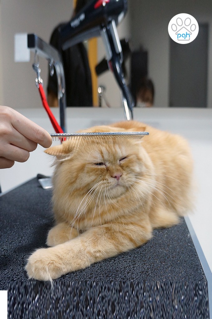 Cat Grooming at Subang Shah Alam Puchong Kuala Lumpur Petaling Jaya
