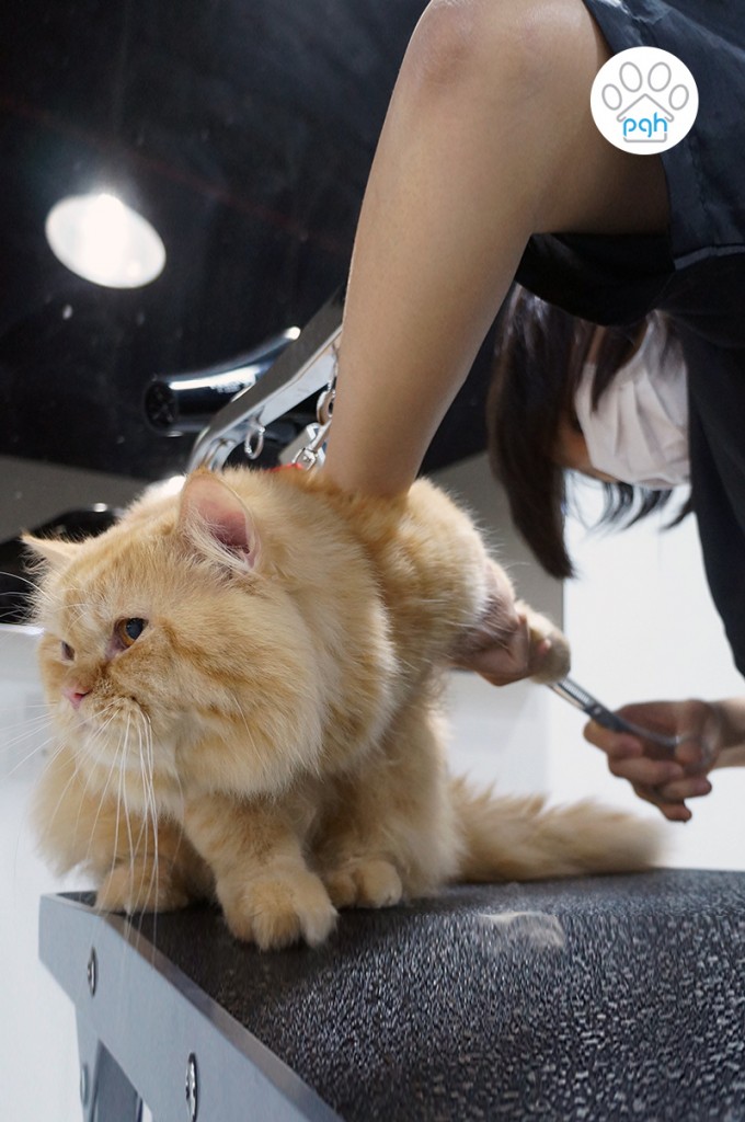 Cat Grooming at Subang Shah Alam Puchong Kuala Lumpur Petaling Jaya