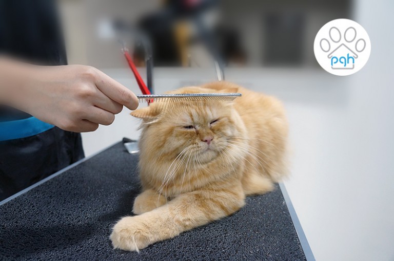 Cat Grooming at Subang Shah Alam Puchong Kuala Lumpur Petaling Jaya