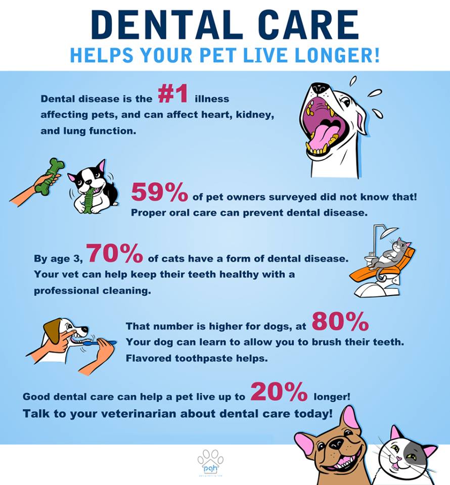 Dog Dental Care