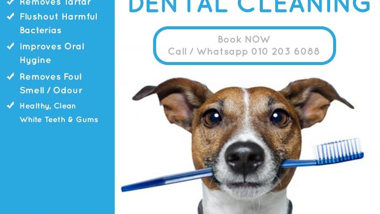Dental care for your dog