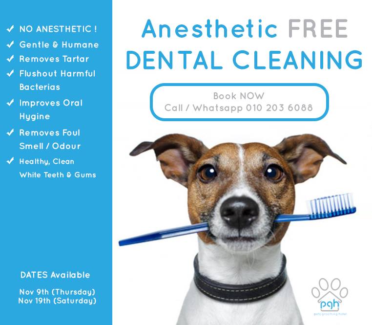 Dental care for your dog