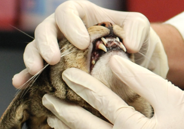 Tips And Tools For Home Dental Care For Dogs and Cats