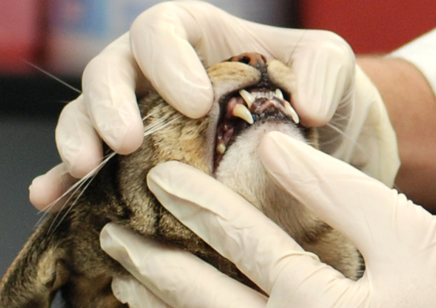 Tips And Tools For Home Dental Care For Dogs and Cats