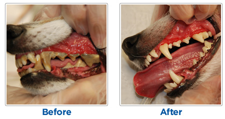 dog-teeth-dental-brentknoll-vets-worcester